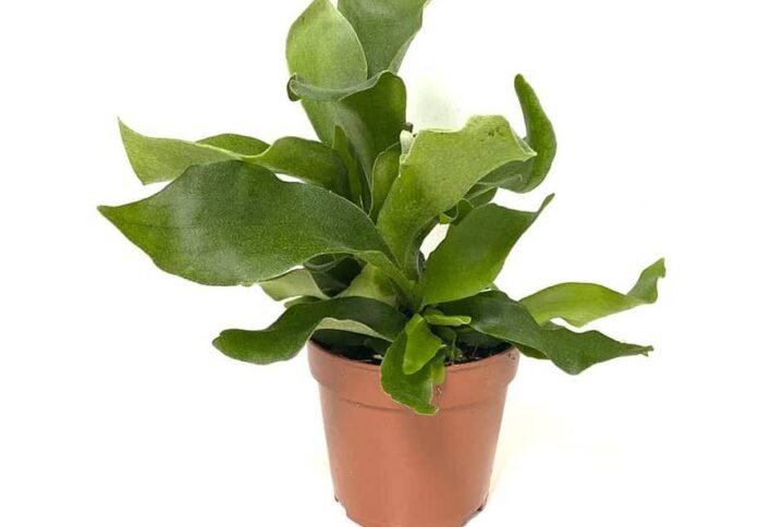 Staghorn - Air Purifying - Indoor Plants | Plantshop.me