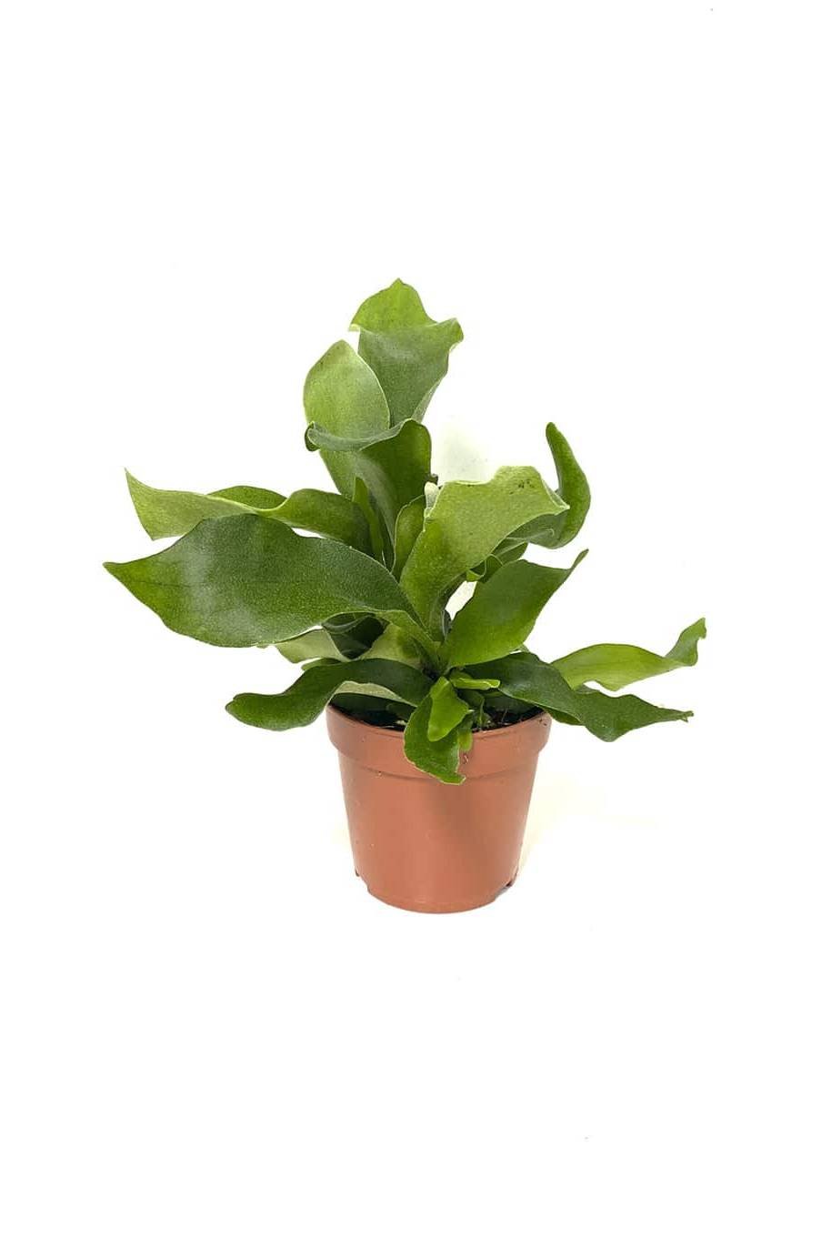 Staghorn – Air Purifying – Indoor Plants | Plantshop.me