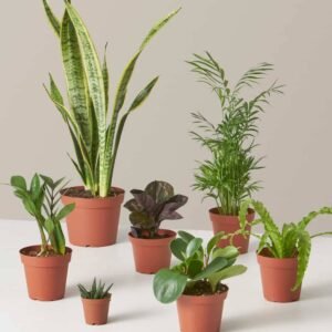 Studio Combo Set: Perfect Plants for Small Spaces | Plantshop.me