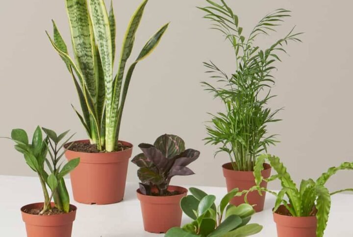 Studio Combo Set: Perfect Plants for Small Spaces | Plantshop.me