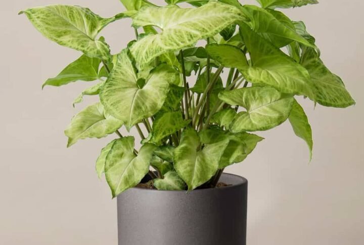 Syngonium Arrow Head - Indoor Plants | Plantshop.me