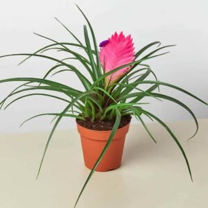 Tillandsia Cyanea Pink Quill - Indoor Plants | Plantshop.me