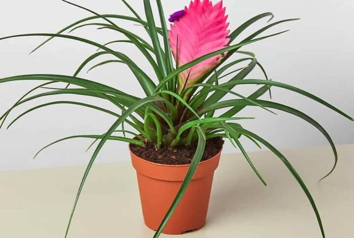 Tillandsia Cyanea Pink Quill - Indoor Plants | Plantshop.me