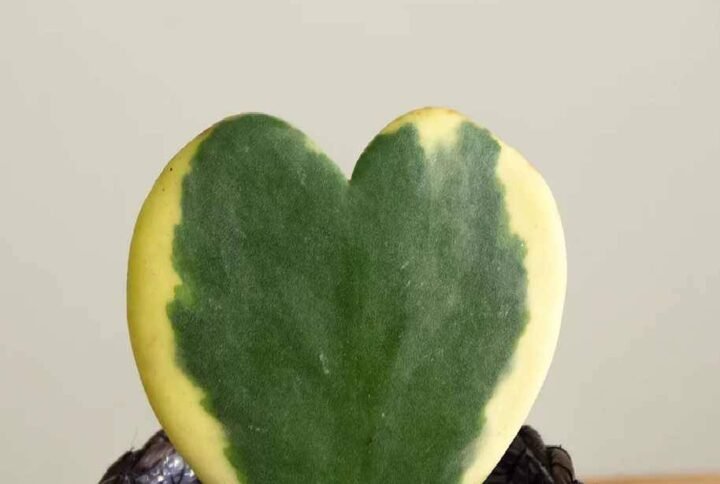 Variegated Hoya Kerrii for Sale Online | Quick Delivery in the UAE | Plantshop.me