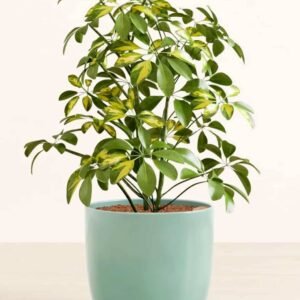 Variegated Schefflera: Stunning Foliage Plants | Plantshop.me