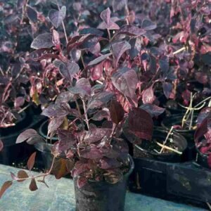 Vibrant Blood Leaf Outdoor Plants | Shop Online at Plantshop.me