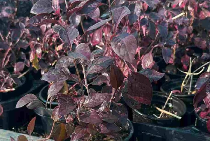 Vibrant Blood Leaf Outdoor Plants | Shop Online at Plantshop.me