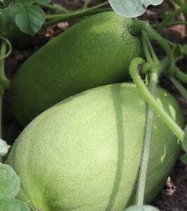 Watermelon Charleston Grey Seeds | UAE Garden Essentials