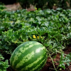 Watermelon Seeds: Grow Sweet Summer Treats | Plantshop.me