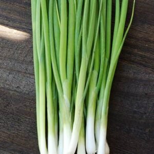 White Bunching Onion Seeds - Plantshop.me UAE | Buy Online