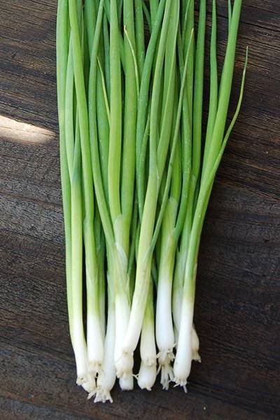 White Bunching Onion Seeds - Plantshop.me UAE | Buy Online