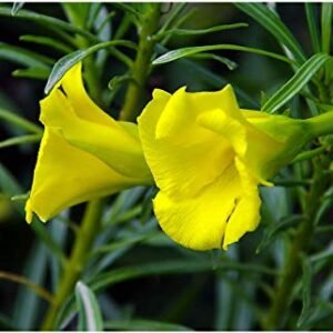 Yellow Oleander Mini - Flowering - Outdoor Plants | Plantshop.me