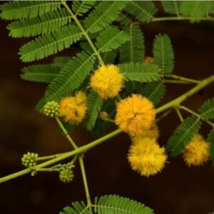 Acacia Arabica