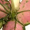 Aglaonema-pink-star-indoor-plant - Image 2