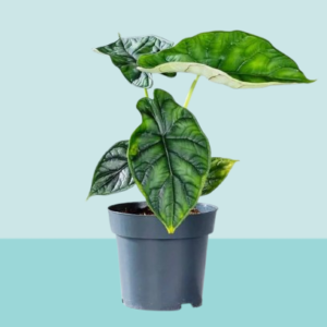 Alocasia Dragon – Non-Flowering – Indoor Plants