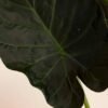 Alocasia Regal Shield - Image 2