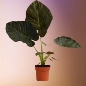 Alocasia Regal Shield