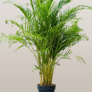 Areca Palm Large