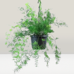 Asparagus Fern Hanging Plants
