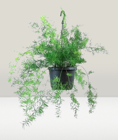 Asparagus Fern Hanging Plants