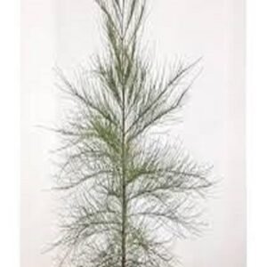 Australian Pine Small