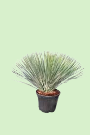 Beaked_Yucca___Outdoor_Plants