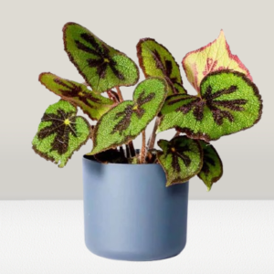 Begonia Masoniana – Indoor Plants