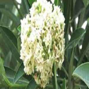 Blackboard Tree - Outdoor Plants