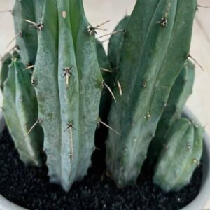 Blue Myrtle Cactus Arrangement