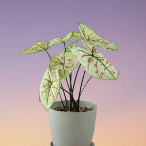Caladium Strawberry Star
