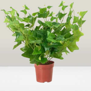 Hedera Green Artificial Online
