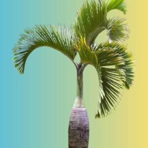 Bottle Palm - Tree - Outdoor Plants