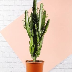 African Milk Tree - Cactus - Indoor Plants | Plantshop.me