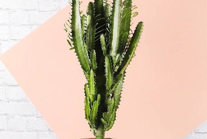 African Milk Tree - Cactus - Indoor Plants | Plantshop.me