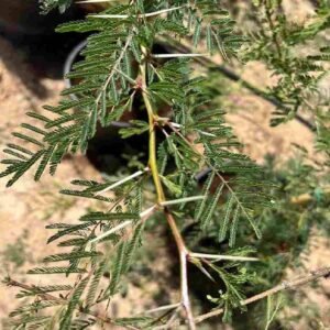 African Thorn Acacia | Quick Delivery in the UAE | Plantshop.me