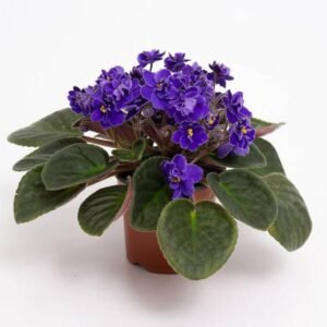 African Violets - Indoor Plants | Plantshop.me