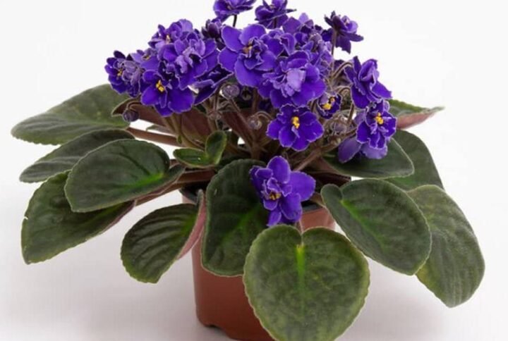 African Violets - Indoor Plants | Plantshop.me