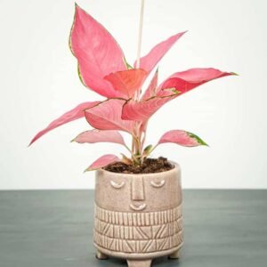 Aglaonema Pink Star - Indoor Plants | Plantshop.me