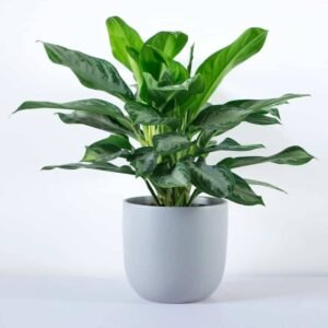 Aglaonema Silver Bay - Indoor Plants | Plantshop.me