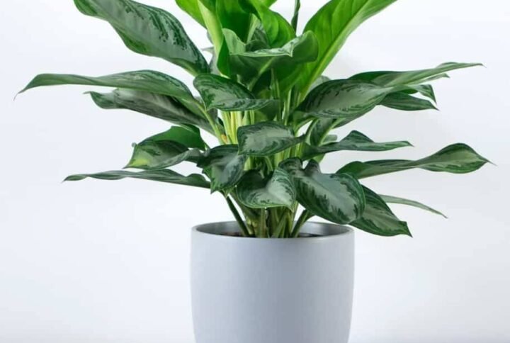 Aglaonema Silver Bay - Indoor Plants | Plantshop.me
