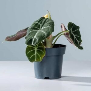 Alocasia Black Velvet - Indoor Plants | Plantshop.me