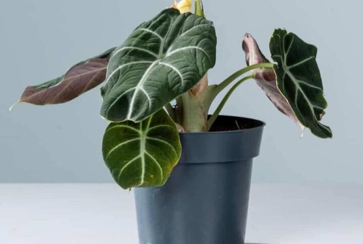 Alocasia Black Velvet - Indoor Plants | Plantshop.me