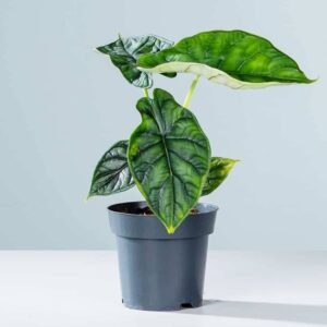 Alocasia Dragon - Non-Flowering - Indoor Plants | Plantshop.me
