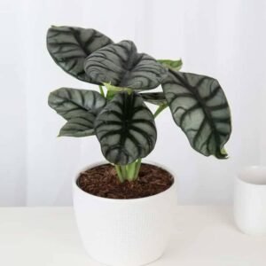 Alocasia Silver Dragon - Indoor Plants | Plantshop.me
