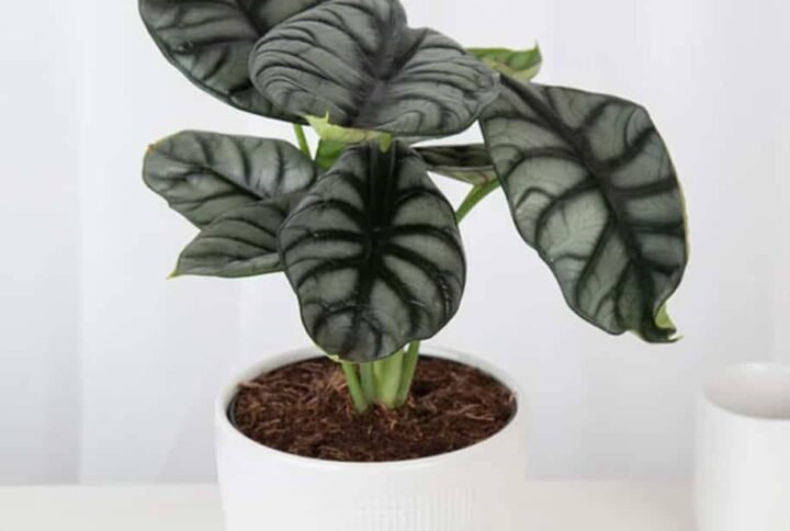 Alocasia Silver Dragon - Indoor Plants | Plantshop.me
