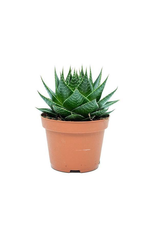 Aloe Cosmo - Non-Flowering - Indoor Plants | Plantshop.me