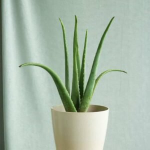 Aloe Vera Indoor - Air Purifying Indoor Plants | Plantshop.me