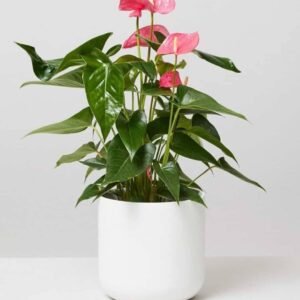 Anthurium Pink - Indoor Plants | Plantshop.me