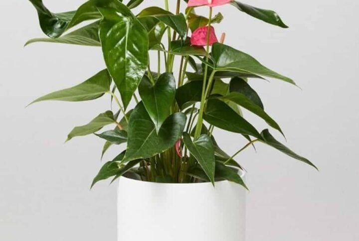 Anthurium Pink - Indoor Plants | Plantshop.me
