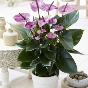 Anthurium Purple - Flowering - Indoor Plants | Plantshop.me